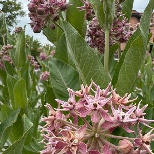 Meet your Posher, Adrienne